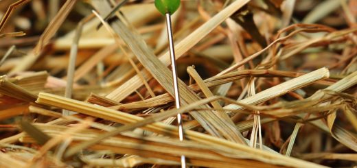 A Needle In A Haystack